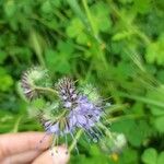 Phacelia tanacetifoliaFlower