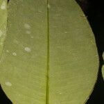 Garcinia magnifolia Leaf