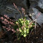 Heuchera rubescens Celota