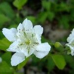 Rubus vulgaris Other