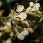 Leptolobium panamense Flower