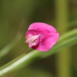 Lathyrus nissolia 花