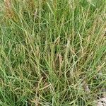 Paspalum vaginatum Habit