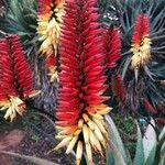 Aloe feroxFlors