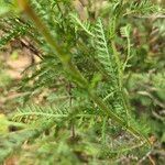 Achillea crithmifolia Folha