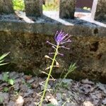 Leopoldia comosa Žiedas