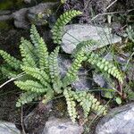 Asplenium trichomanes-ramosum অভ্যাস