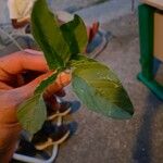 Amaranthus blitumList