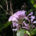 Maripa nicaraguensis Blomst