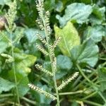 Echinochloa crus-galliÕis