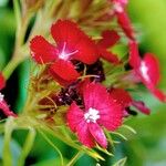 Dianthus barbatus Hábito