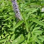 Veronicastrum sibiricum Lehti