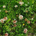 Trifolium repens Habitus