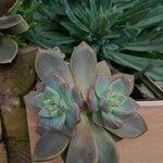 Graptopetalum paraguayense পাতা