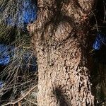 Casuarina equisetifolia Kora