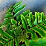 Kalanchoe prolifera Folio