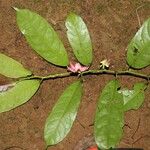 Heisteria parvifolia Habit