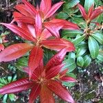 Pieris formosa Likasa