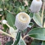 Pachystegia insignis Fruto