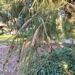 Melaleuca huegelii Fruto