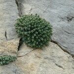 Sedum dasyphyllum Habitat