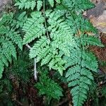 Dryopteris aemula List