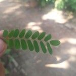 Abrus precatorius Leaf