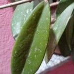 Tapura guianensis Foglia