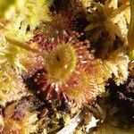 Drosera rotundifolia Lehti