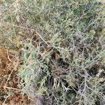 Gymnocarpos decander Otro