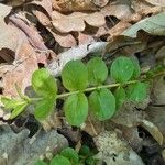 Lysimachia nummulariaFolla