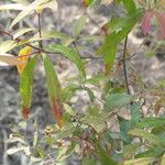 Quercus laurifolia Blad