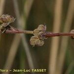 Bupleurum tenuissimum फल