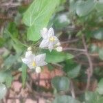 Solanum laxumΛουλούδι