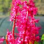 Cunonia vieillardii Flor