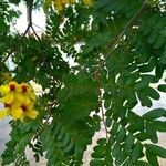 Caesalpinia echinata برگ