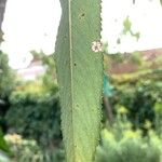 Salix lucida Leaf