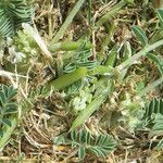 Astragalus depressus Fruchs