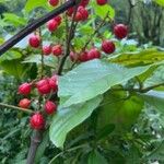 Paullinia cupana Fruit