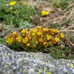 Sedum alpestre Habitat