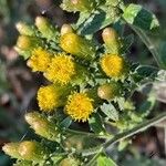 Pentanema squarrosum Flower