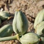 Pancratium maritimum Flower