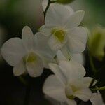 Dendrobium bigibbum Flower