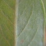 Salix repens Leaf