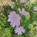 Malva alceaBlomma