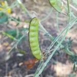 Adenocarpus complicatus Fruit