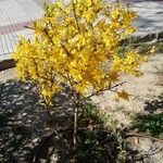 Forsythia viridissima Flower