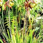 Sarracenia purpurea 整株植物