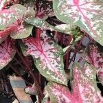 Caladium bicolor Plante entière