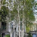 Betula papyrifera आदत